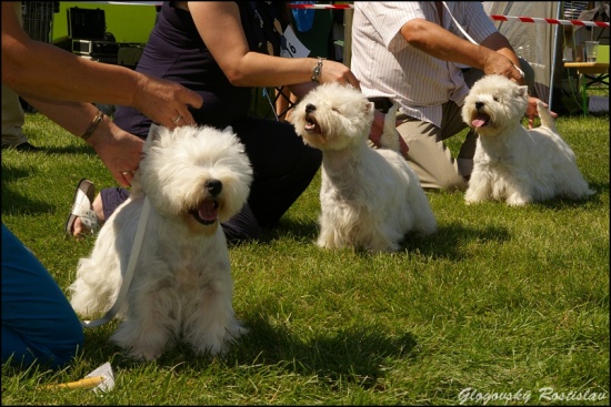 IMGP1758.jpg - for CACIB