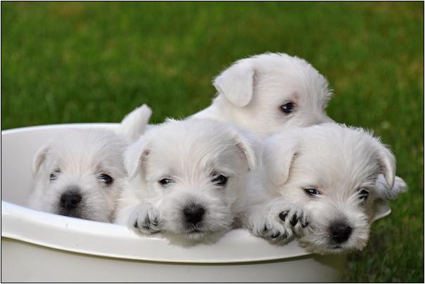 DSC_0647.JPG - Vrh X - Litter X
